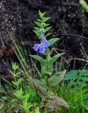 Scutellaria strigillosa