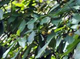 Neonauclea calycina. Ветви с плодами. Вьетнам, провинция Кханьхоа, окр. г. Нячанг, остров Орхидей (Hoa Lan), склон горы, лес. 07.09.2023.