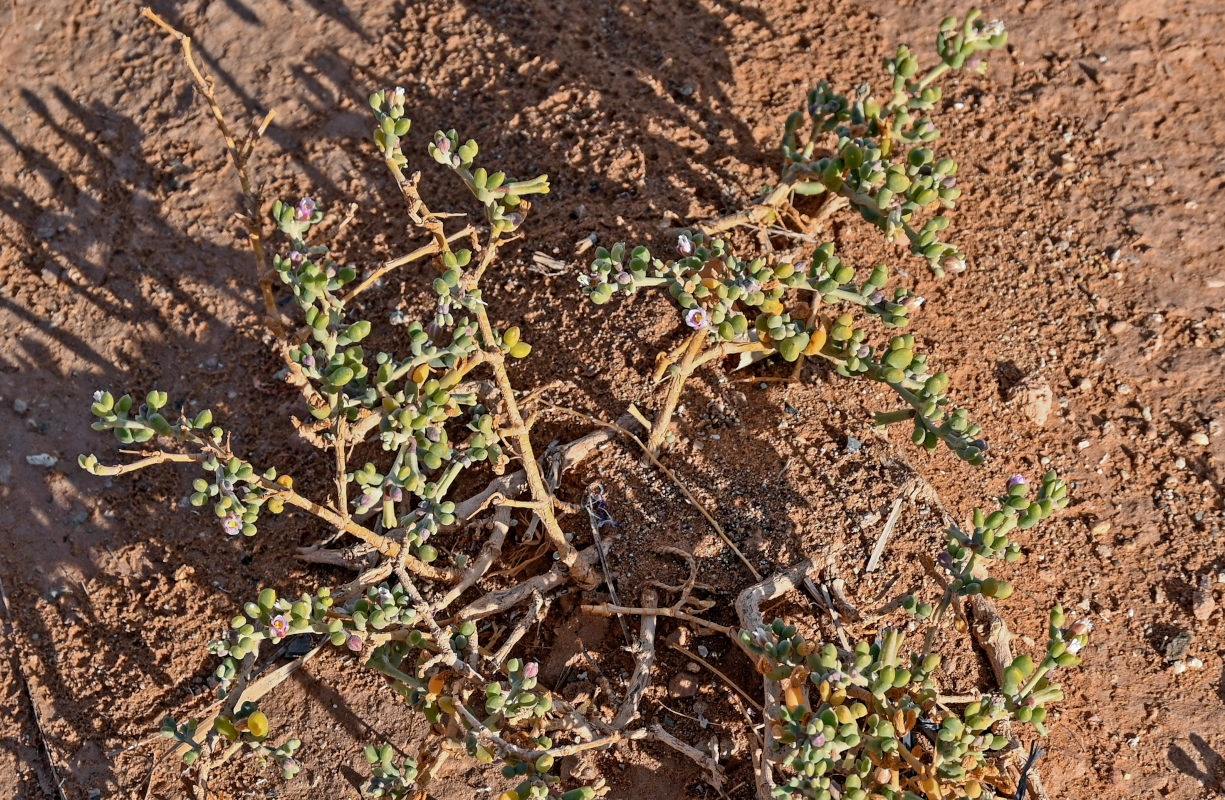 Image of Tetraena gaetula specimen.