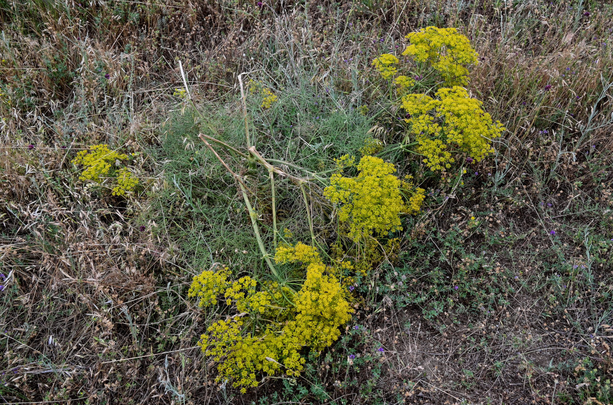 Image of Prangos ferulacea specimen.