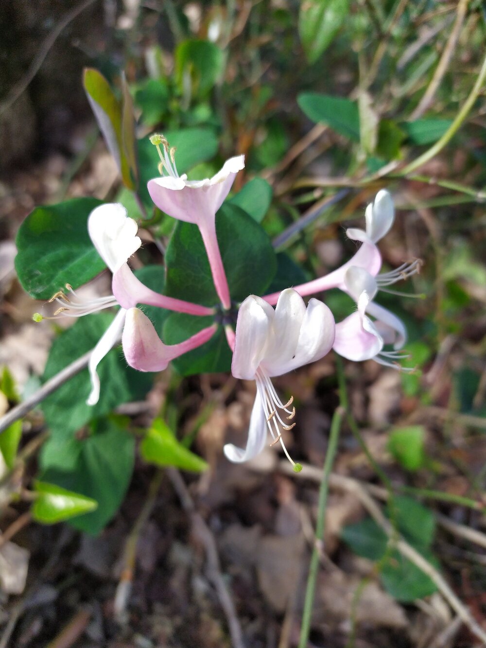 Image of Lonicera caprifolium specimen.