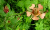 Geum &times; meinshausenii