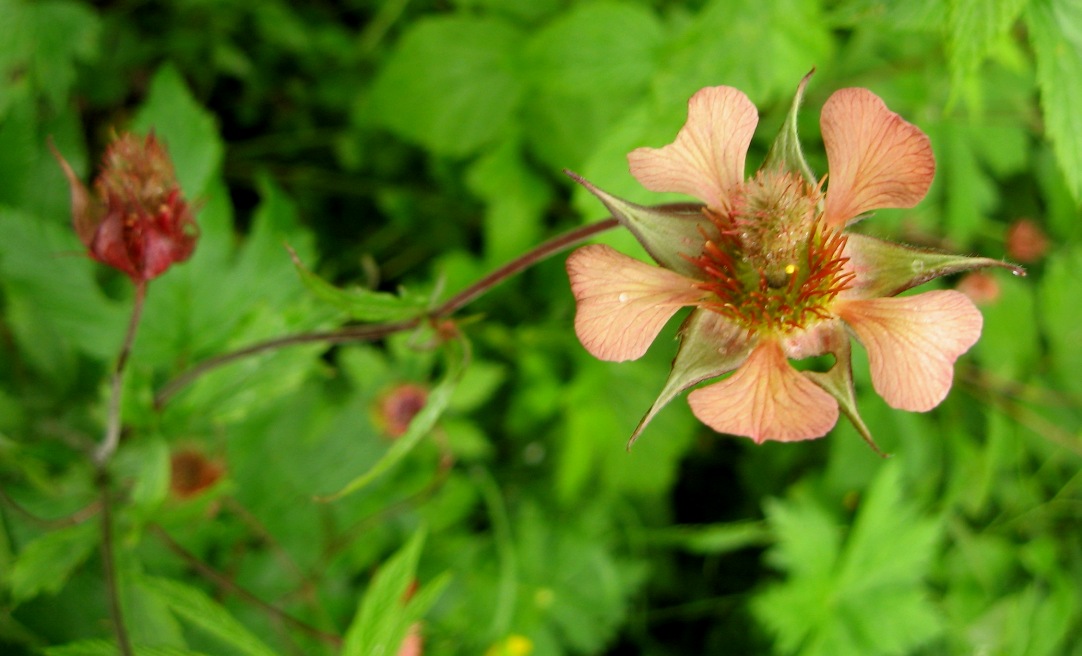 Image of Geum × meinshausenii specimen.