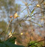 Impatiens parviflora. Цветки и плоды. Ленинградская область, окр. С-Петербурга, 5 км Ю-З Нового Петергофа, берег р. Шингарки. 13 октября 2005 г.