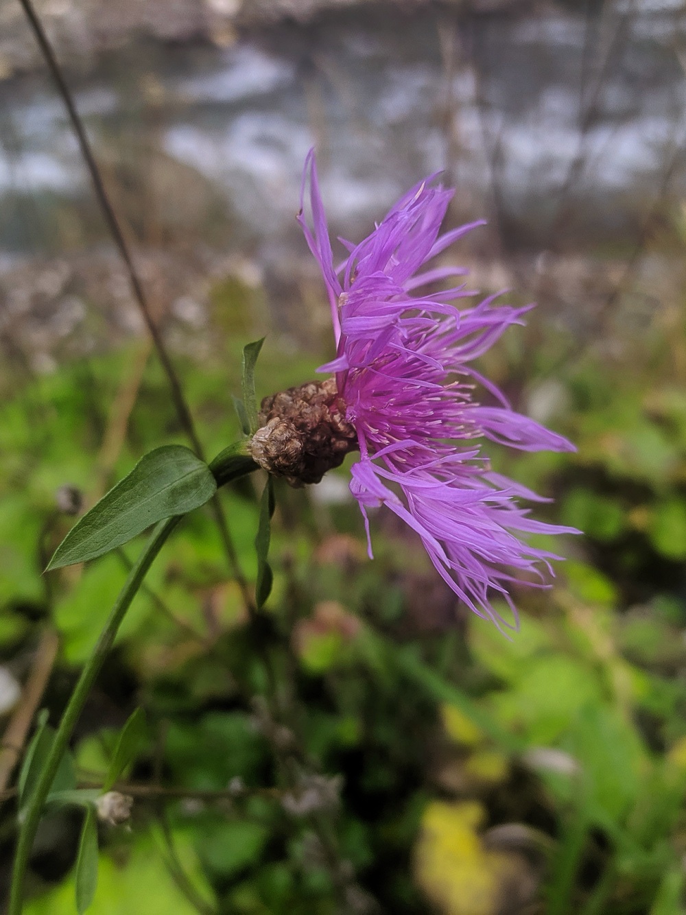 Изображение особи Centaurea jacea.