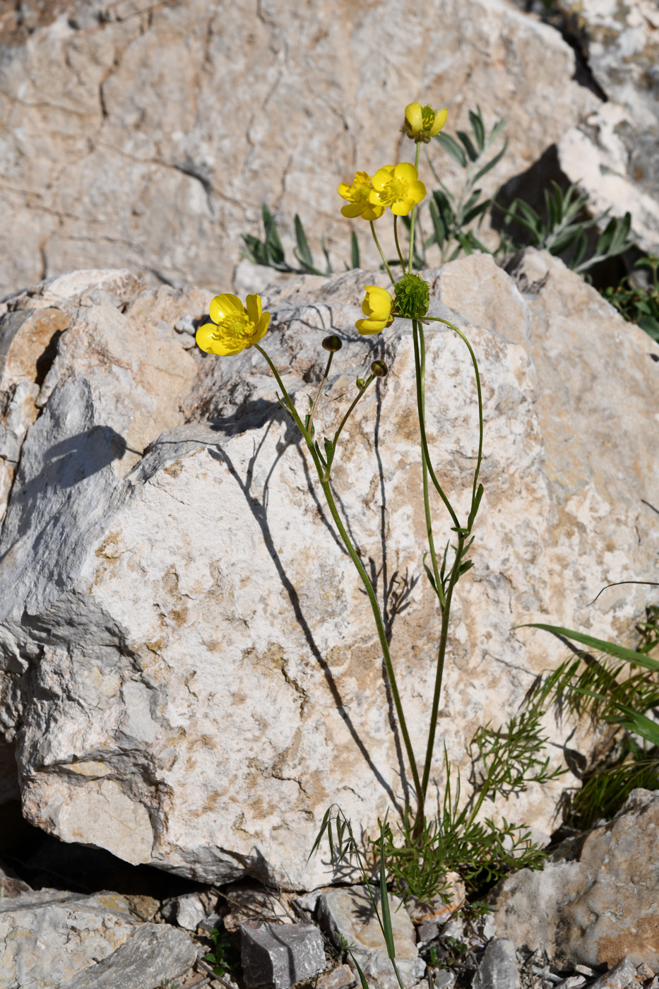 Image of Ranunculus regelianus specimen.