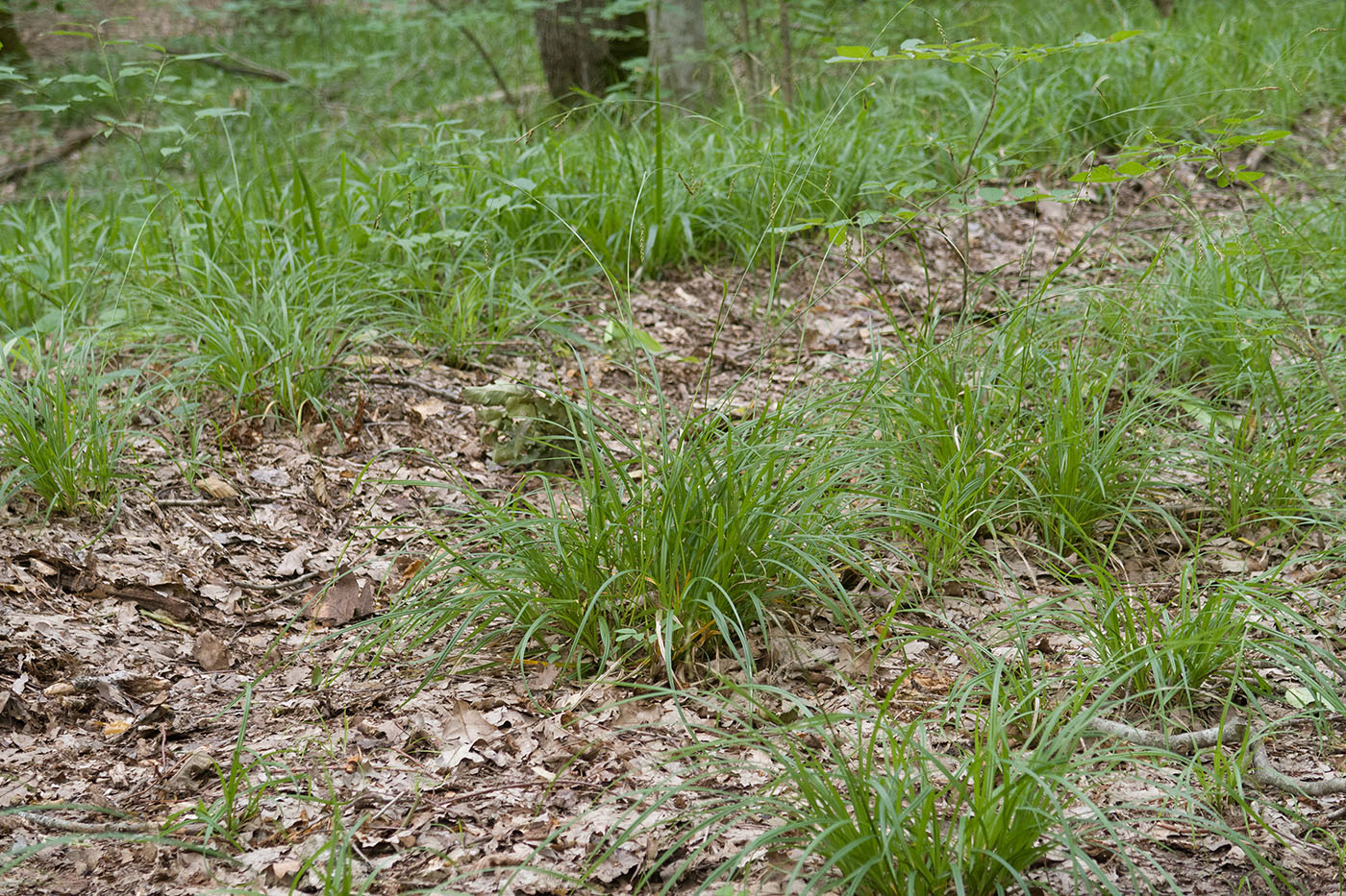 Изображение особи Carex sylvatica.