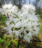 Ledum palustre
