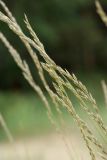 Festuca sabulosa