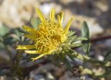Jasonia tuberosa. Соцветие. Испания, Каталония, пров. Жирона, комарка Сельва, муниципалитет Сускеда, перевал Майа (Coll de Malla), 1010 м н.у.м, сложенный мергелями холм. 16.10.2024.