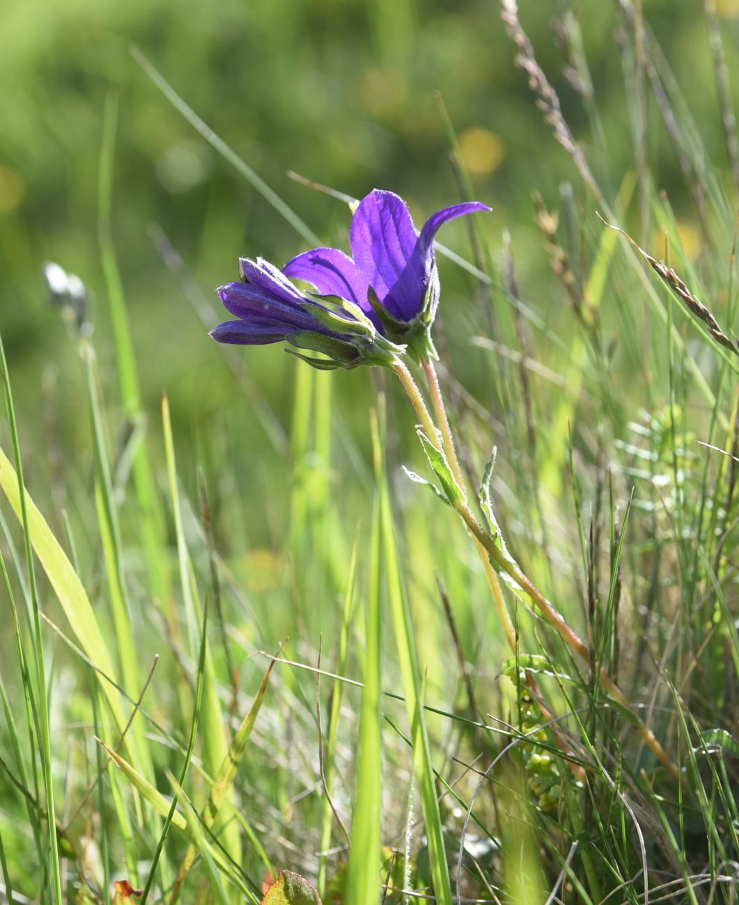 Image of genus Campanula specimen.