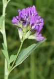 Medicago sativa. Часть побега и соцветие. Узбекистан, Андижанская обл. Ходжаабадский р-н, окр. г. Ходжаабад, левый берег канала Шахрихансай, дачный участок, фруктовый сад. 06.07.2023.