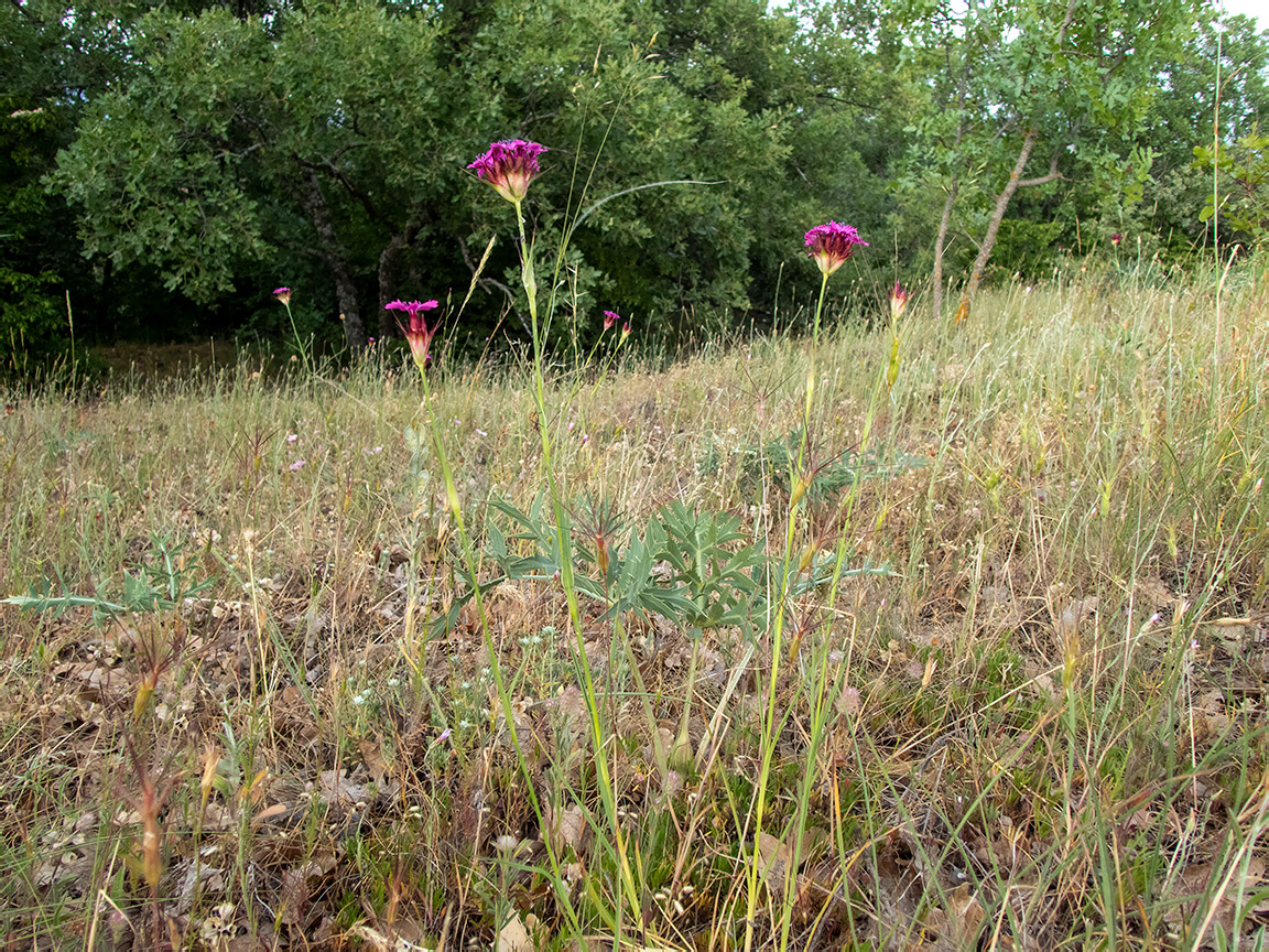 Изображение особи Dianthus capitatus.