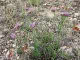 Saussurea salsa