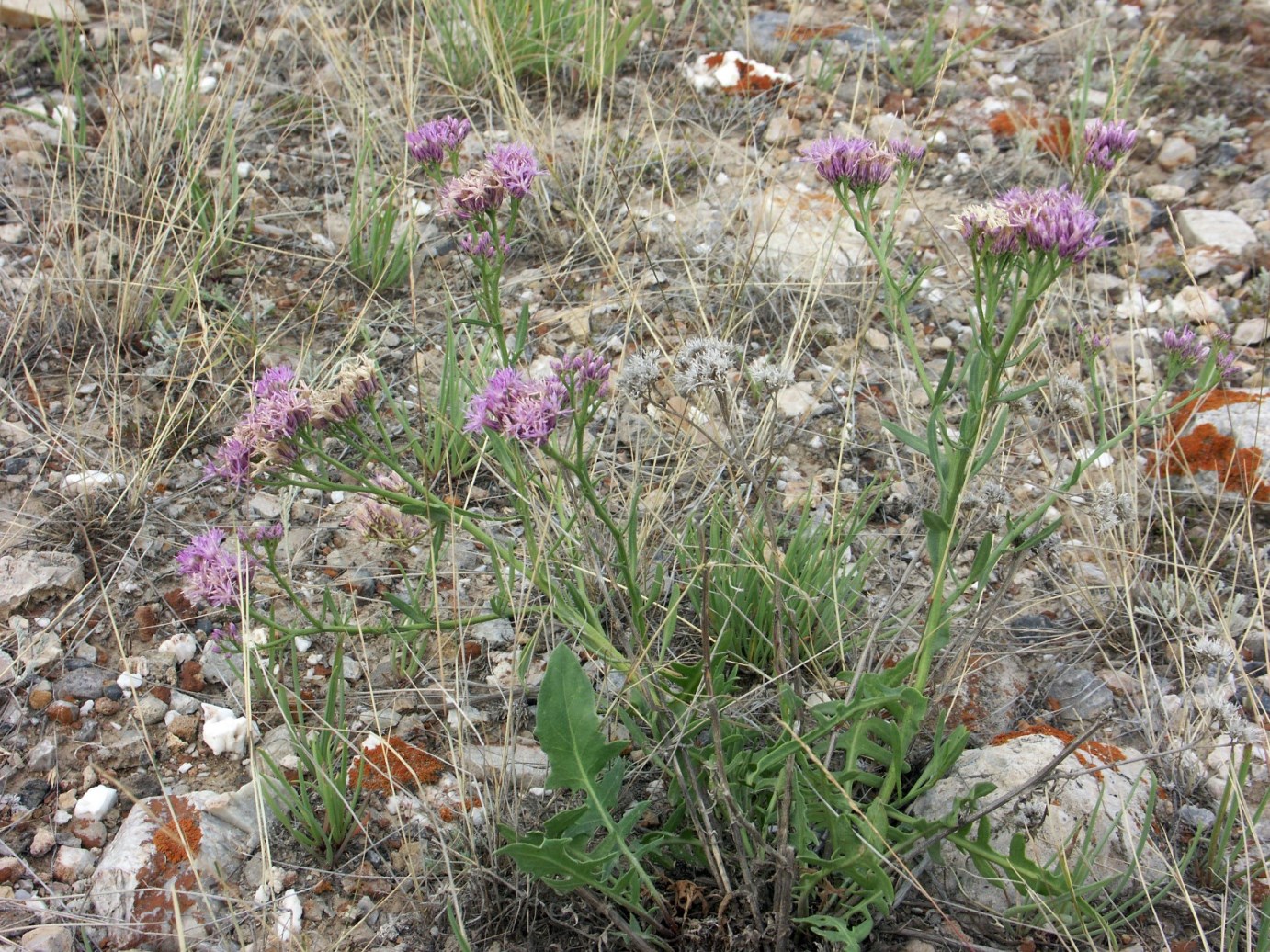 Image of Saussurea salsa specimen.