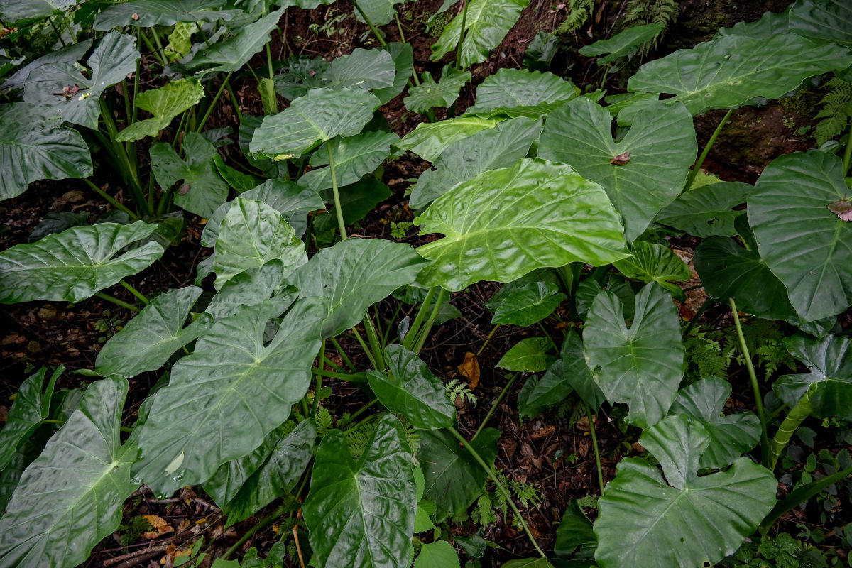 Image of Alocasia odora specimen.