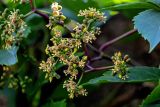 Parthenocissus inserta