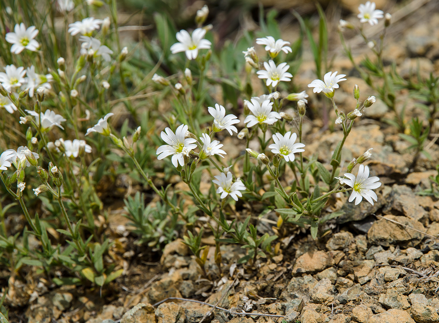 Image of Cerastium arvense specimen.
