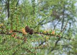 Larix sibirica