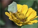 Zinnia elegans