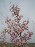 Tamarix laxa