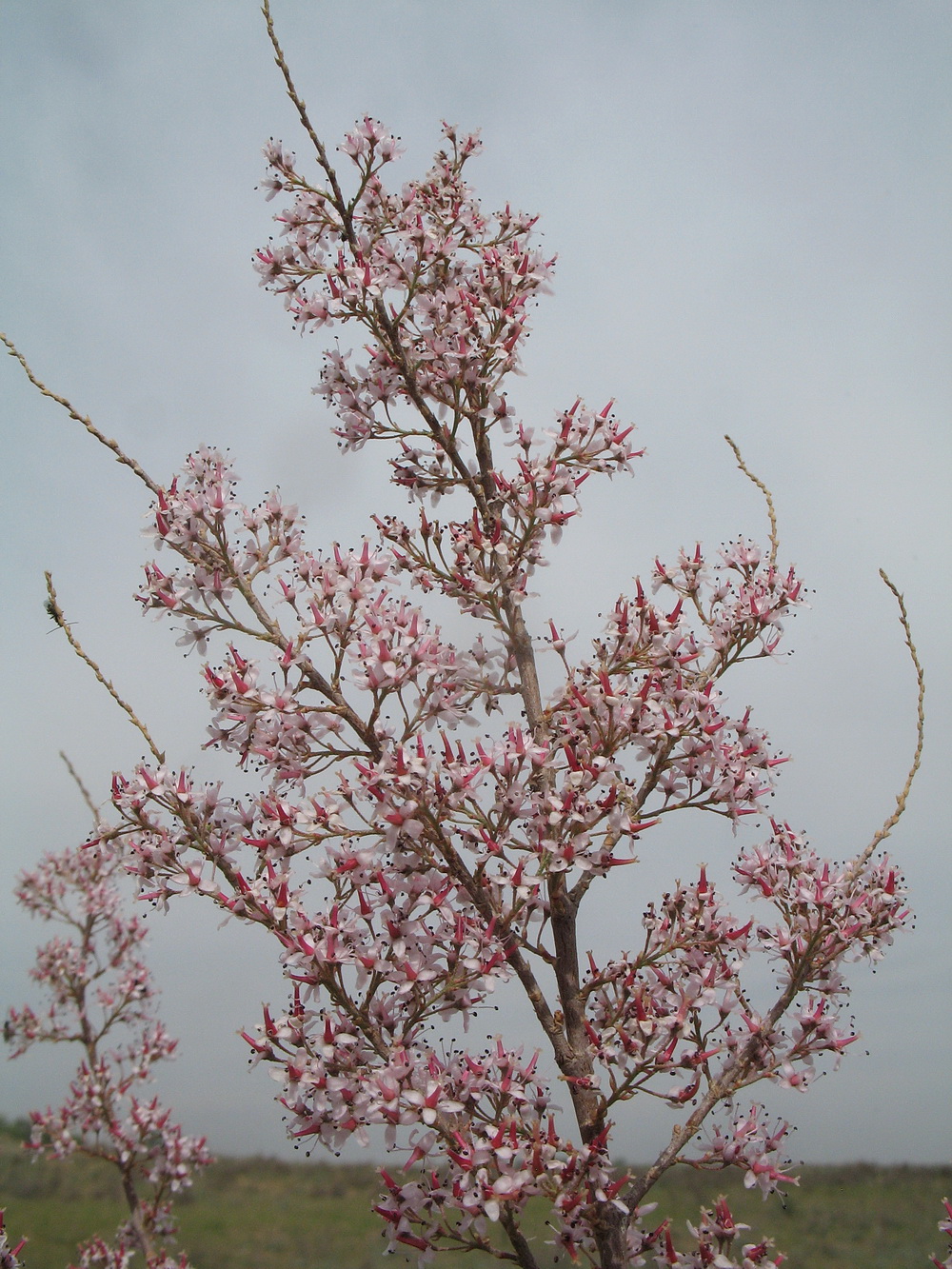 Image of Tamarix laxa specimen.