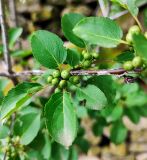 Rhamnus tinctoria