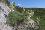 Salvia scabiosifolia