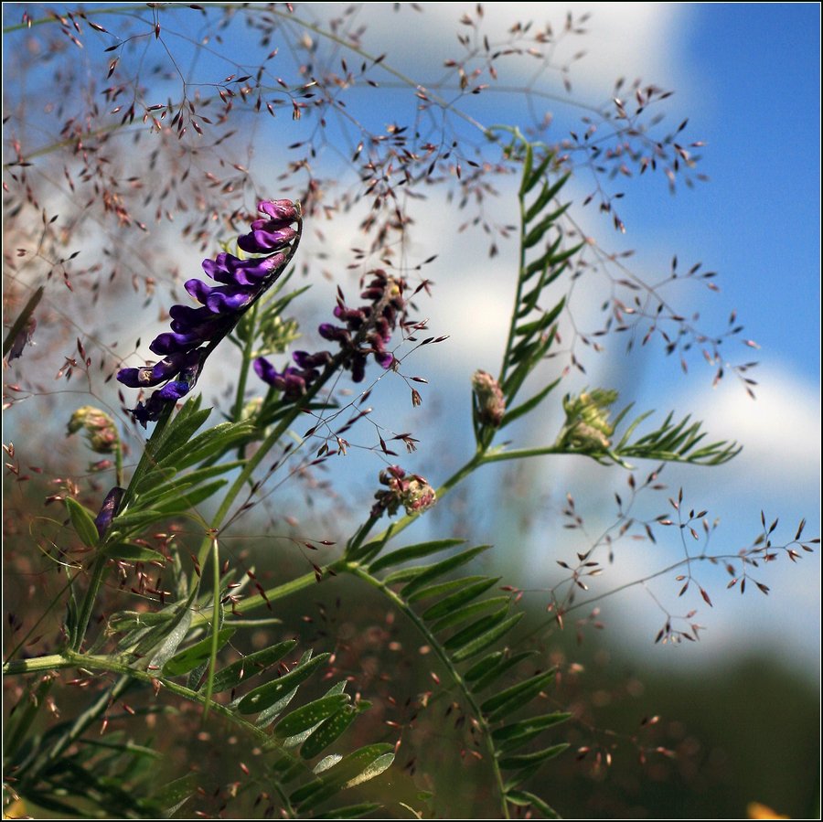 Image of Vicia cracca specimen.