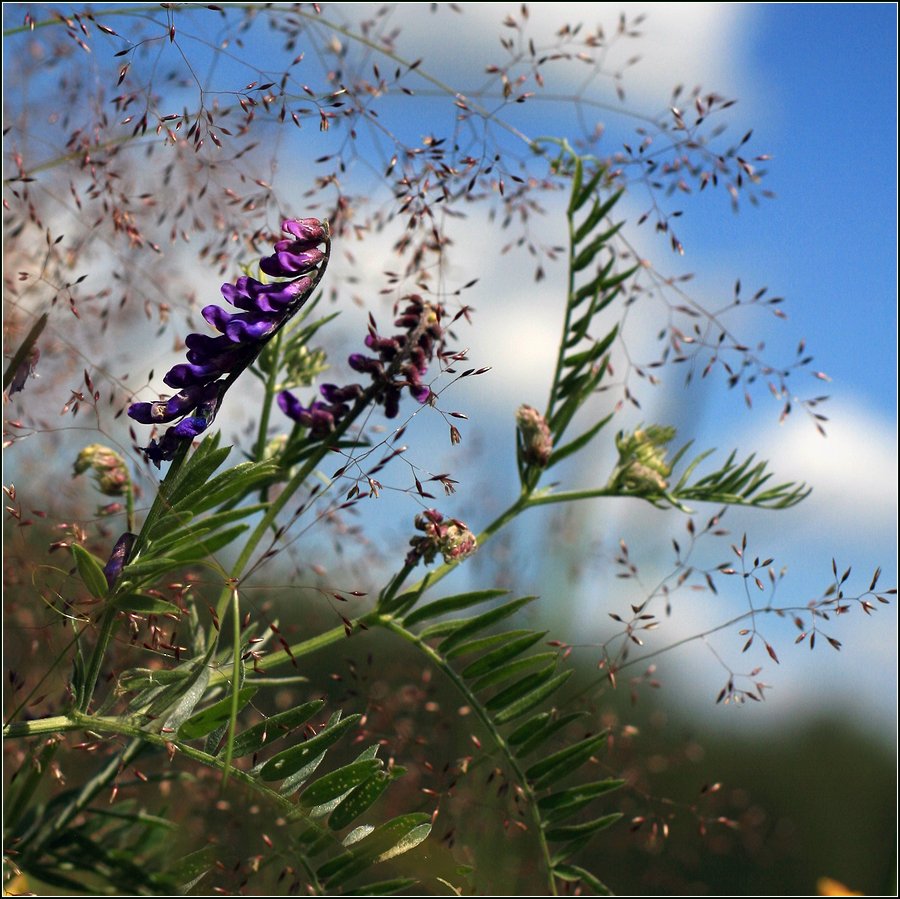 Изображение особи Vicia cracca.