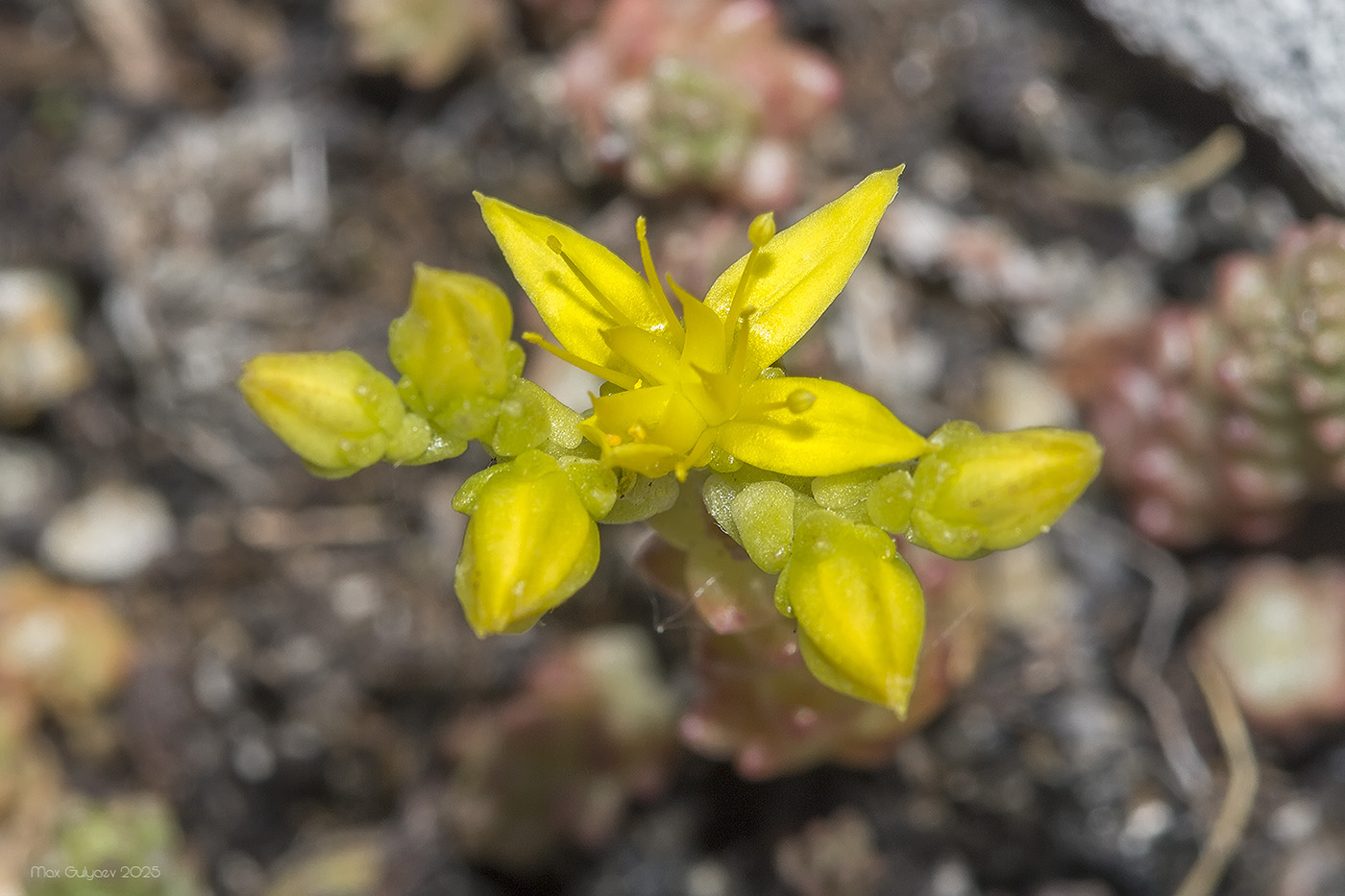 Изображение особи Sedum acre.