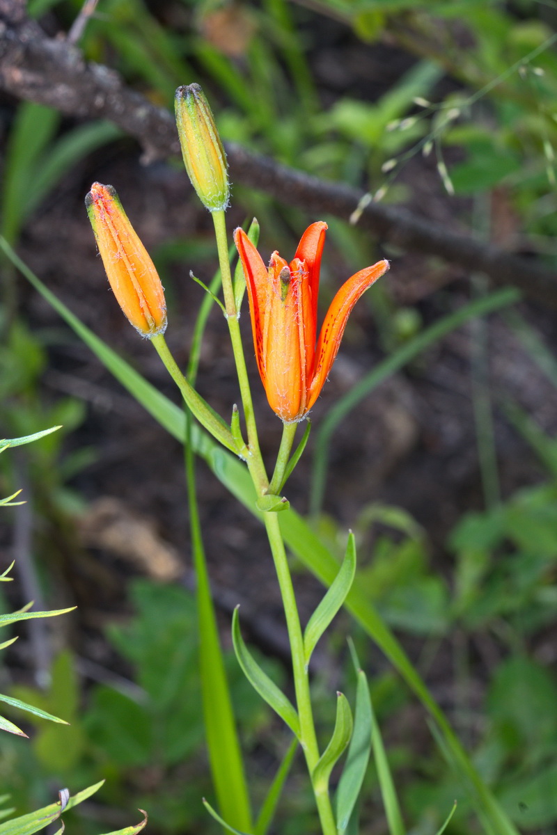 Image of Lilium pensylvanicum specimen.