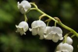 Convallaria keiskei