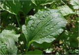 Plantago major