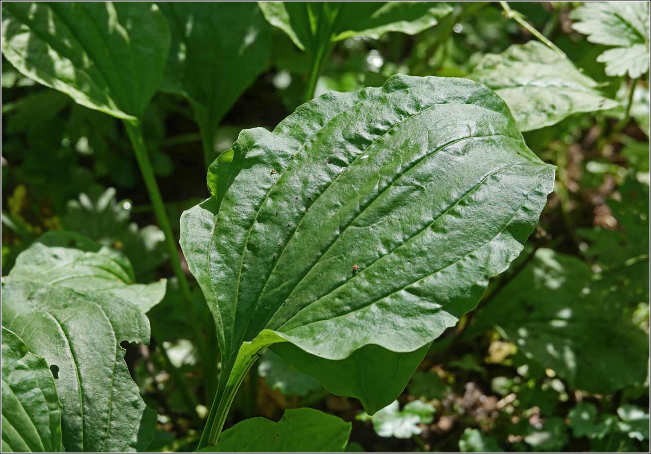 Image of Plantago major specimen.