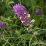 Melampyrum arvense