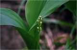 Convallaria majalis