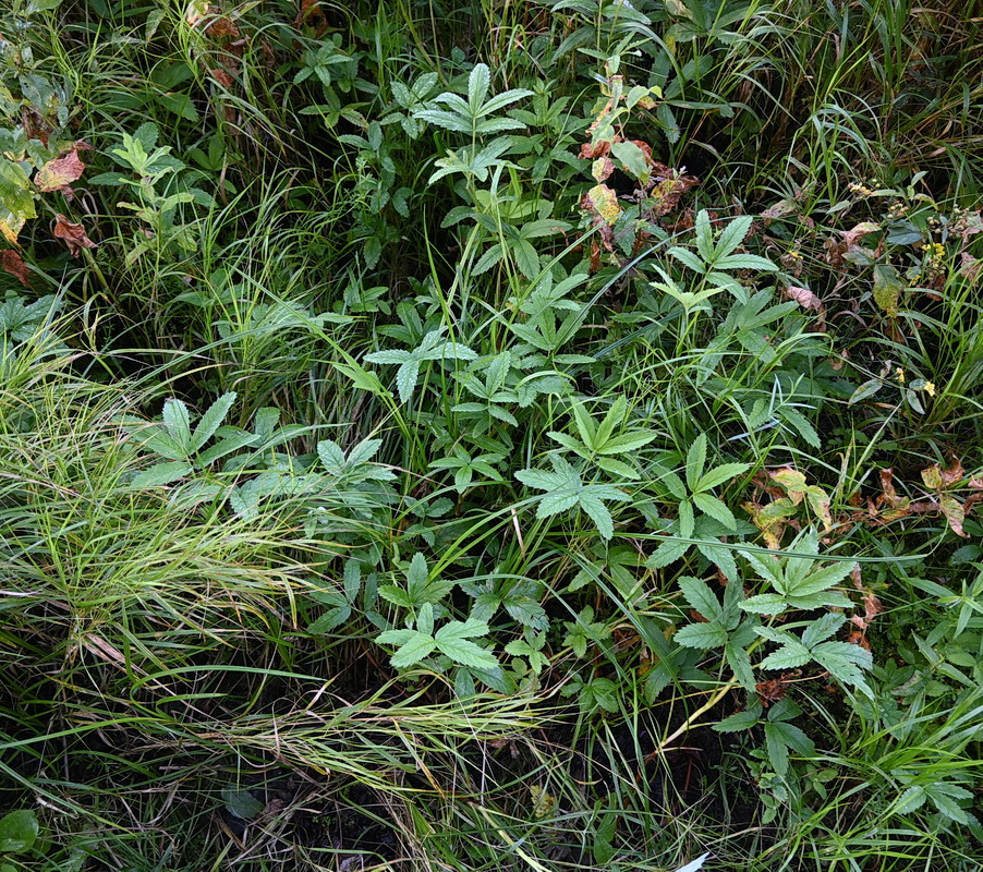 Image of Comarum palustre specimen.