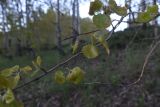 Populus tremula. Веточка. Турция, ил Ван, р-н Битлис, кальдера Немрут, перешеек между оз. Немрут и оз. Ылы, лес. 22 мая 2025 г.