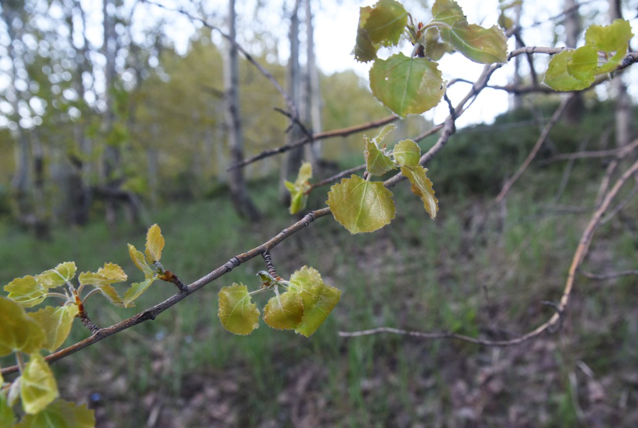 Image of Populus tremula specimen.