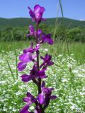 Anacamptis подвид elegans