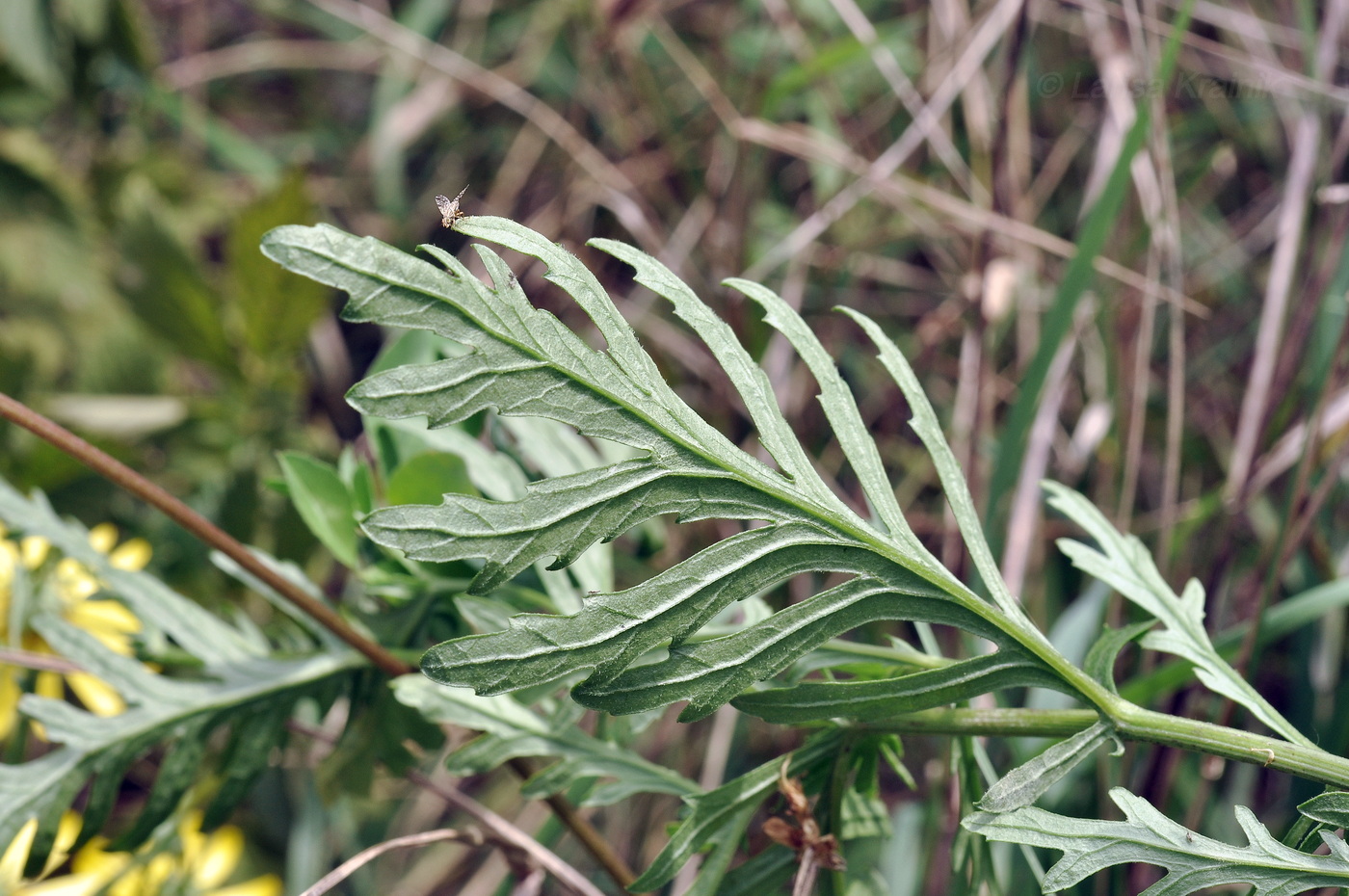 Image of Senecio argunensis specimen.