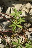 Potentilla reptans. Части побегов. Псковская обл., Псковский р-н, окр. погоста Выбуты, берег р. Великая, на известняке у подошвы обрыва. 02.08.2025.