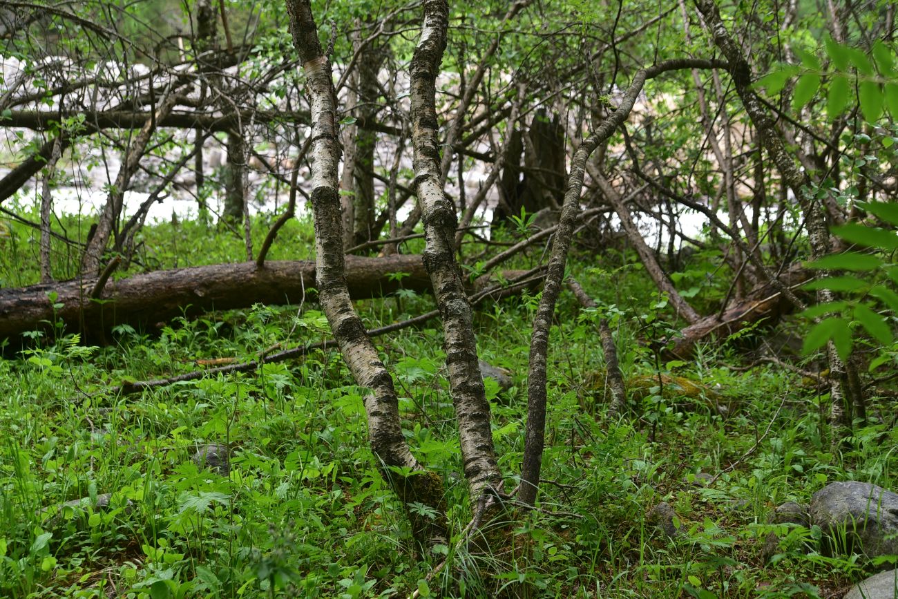 Image of genus Betula specimen.