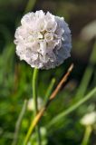 Armeria maritima. Соцветие. Пермь, Ленинский р-н, городская эспланада. 1 сентября 2024 г.