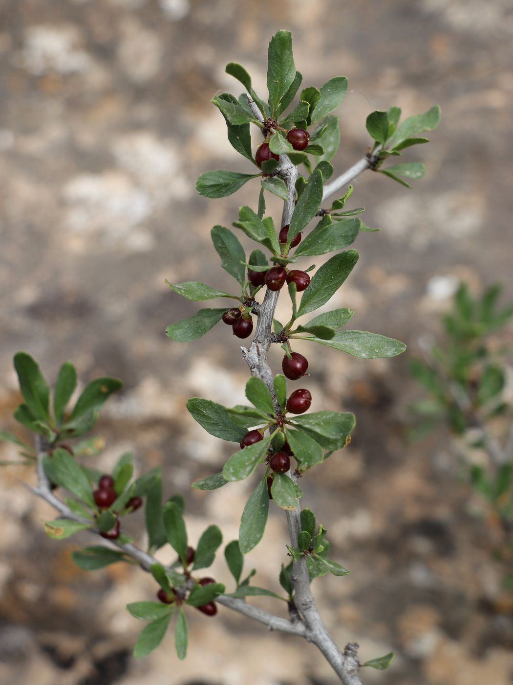 Image of Rhamnus songorica specimen.