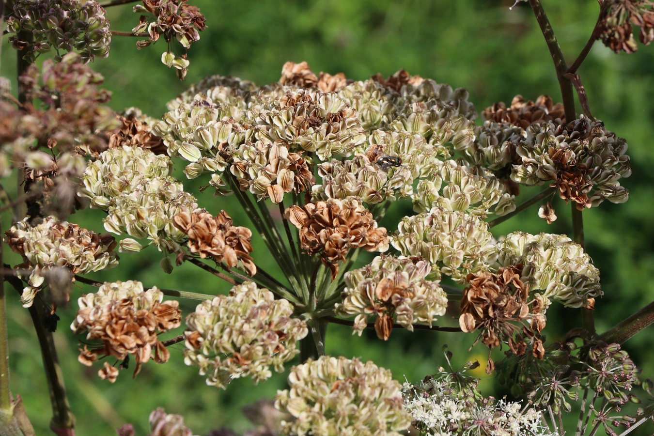 Изображение особи Angelica sylvestris.