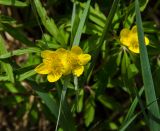 Anemone ranunculoides