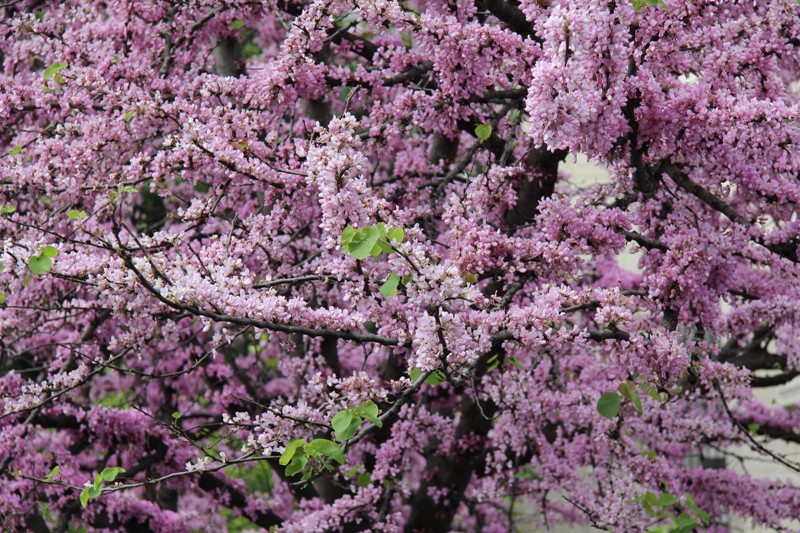 Image of Cercis siliquastrum specimen.