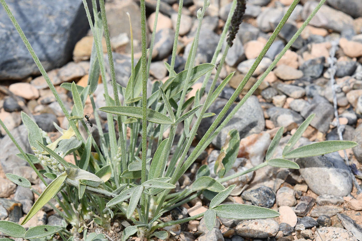 Image of Astragalus intarrensis specimen.